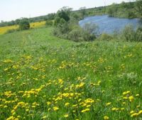 Новгородская область, Старорусский район, д. Кондратово Участок №27