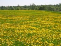 Новгородская область, Старорусский район, д. Гарижа Участок №33