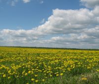 Новгородская область, Старорусский район Участок №103