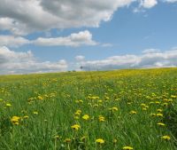 Новгородская область, Старорусский район Участок №105