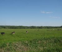 Новгородская область, Старорусский район Участок №110