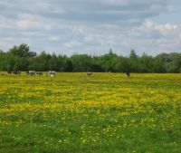 Новгородская область, Старорусский район Участок №113