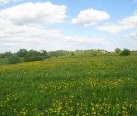 Новгородская область, Старорусский район Участок №115