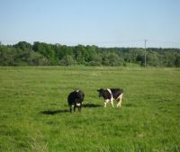 Новгородская область, Старорусский район Участок №120