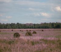 Новгородская область, Старорусский район Участок №142