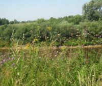 Новгородская область, Старорусский район Участок №170