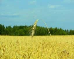 Земля под КФХ