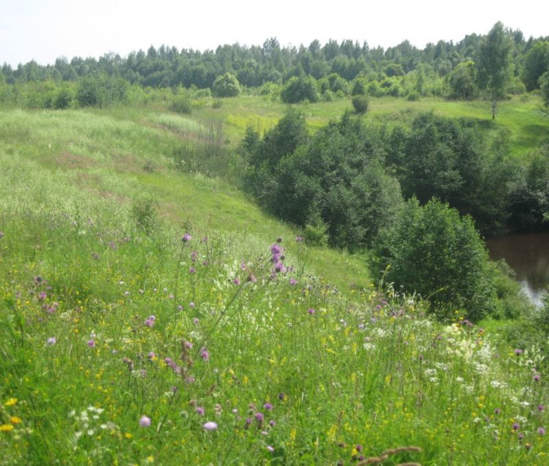 Фото земельного участка, в Новгородская области, в Старорусский районе - фото №9