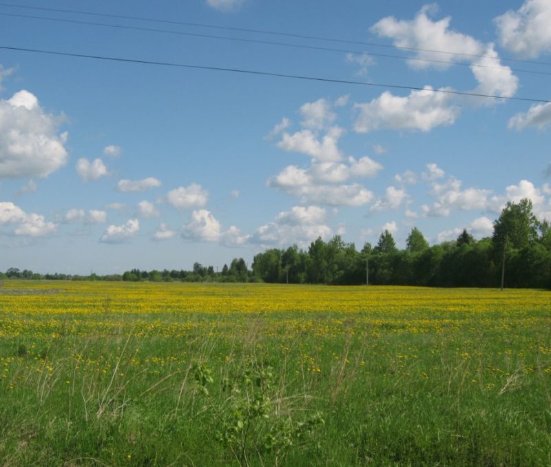 Фото земельного участка, в Новгородская области, в Старорусский районе - фото №6