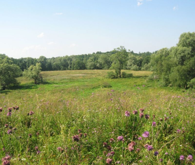 Фото земельного участка, в Новгородская области, в Старорусский районе - фото №9
