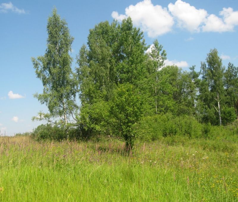 Фото земельного участка, в Новгородская области, в Старорусский районе - фото №10