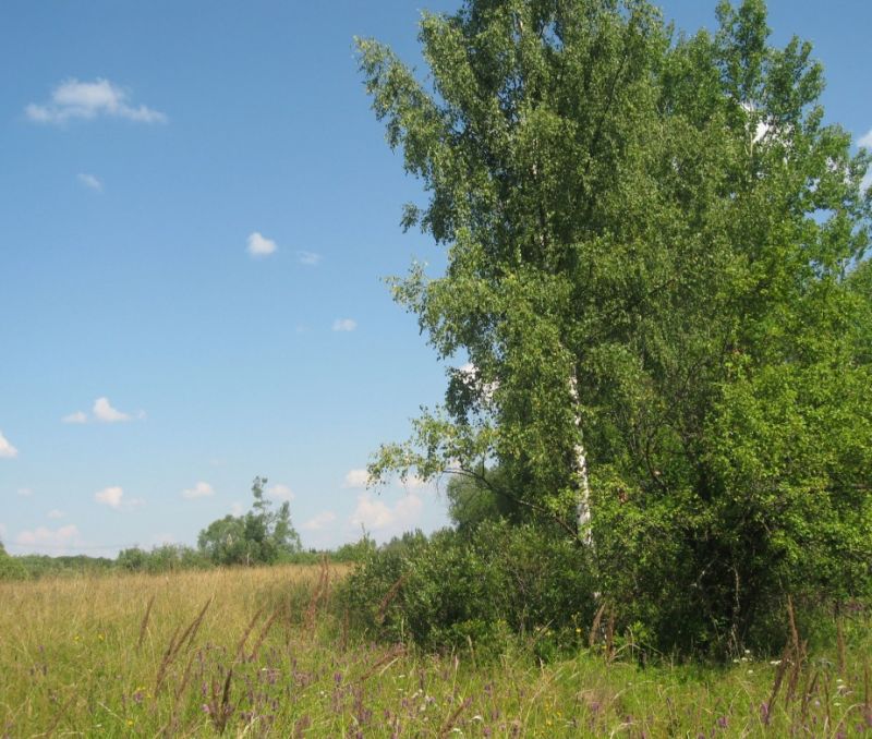 Фото земельного участка, в Новгородская области, в Старорусский районе - фото №7
